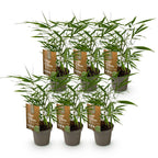 Green boutiQ - Bambus - Fargesia Asian Wonder - Immergrün - Nicht wuchernd - Grün - 6 Pflanzen - Topf 14cm - Höhe 35cm