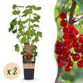 Green boutiQ - Plant fruitier - Ribes rubrum Jonkheer van Tets - Groseillier - Rustique - Groseille rouge - 2 plantes - Pot 15cm - Hauteur 50cm