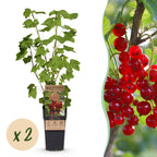 Green boutiQ - Plant fruitier - Ribes rubrum Jonkheer van Tets - Groseillier - Rustique - Groseille rouge - 2 plantes - Pot 15cm - Hauteur 50cm