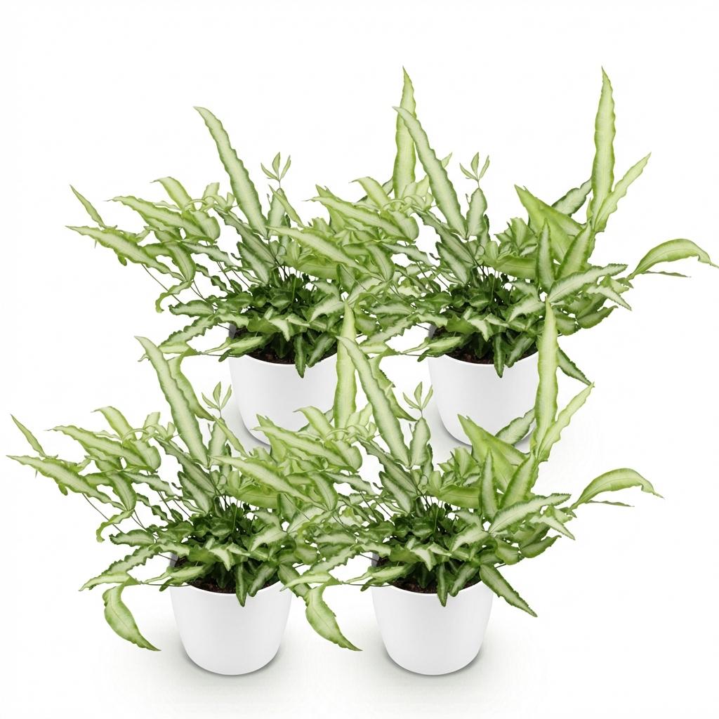Green boutiQ - Zimmerpflanze - Pteris cretica Albolineata - Dünnfarn - Haustierfreundliche Pflanze - Grün - 4 Pflanzen - mit Topf Weiß - Topf 12cm - Höhe 20cm