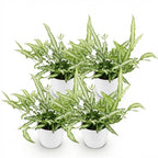 Green boutiQ - Zimmerpflanze - Pteris cretica Albolineata - Dünnfarn - Haustierfreundliche Pflanze - Grün - 4 Pflanzen - mit Topf Weiß - Topf 12cm - Höhe 20cm