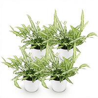 Green boutiQ - Kamerplant - Pteris cretica Albolineata - Lintvaren - Huisdiervriendelijke Plant - Groen - 4 Planten - met Potter Wit - Pot 12cm - Hoogte 20cm
