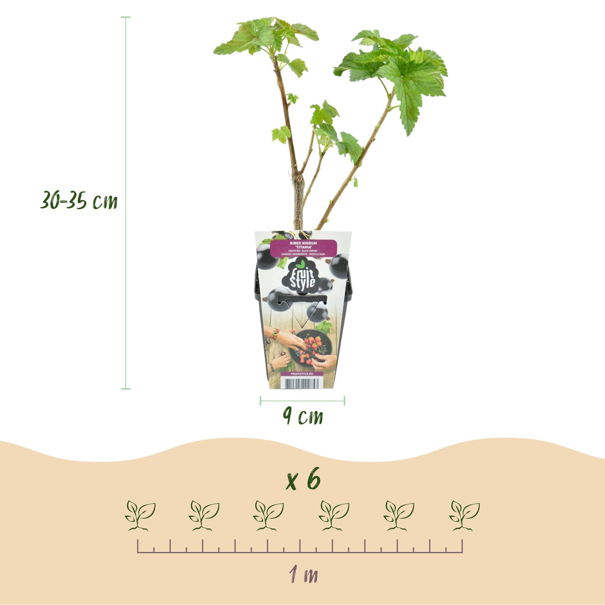 Green boutiQ - Plants fruitiers - Cassis - Ribes nigrum Titania - Rustique - 3 plantes - Pot 9 cm - Cassis