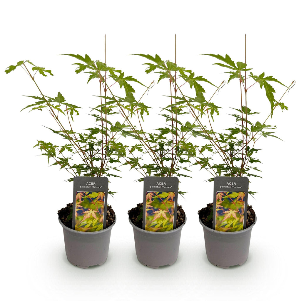 Green boutiQ - Plante de jardin - Acer palmatum Sangokaku - Vert - 3 Plantes - Caduc - Entretien facile - Pot 12cm Hauteur 35cm