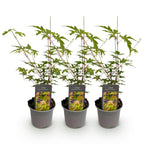 Green boutiQ - Plante de jardin - Acer palmatum Sangokaku - Vert - 3 Plantes - Caduc - Entretien facile - Pot 12cm Hauteur 35cm