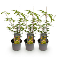 Green boutiQ - Tuinplant - Acer palmatum Sangokaku - Groen - 3 Planten - Bladverliezend - Weing Onderhoud - Pot 12cm Hoogte 35cm