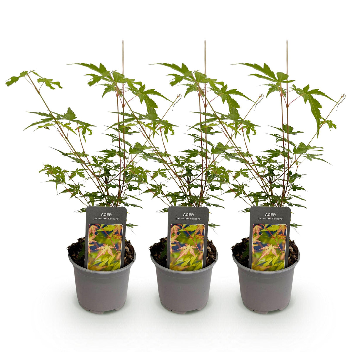 Green boutiQ - Plante de jardin - Acer palmatum Sangokaku - Vert - 3 Plantes - Caduc - Entretien facile - Pot 12cm Hauteur 35cm