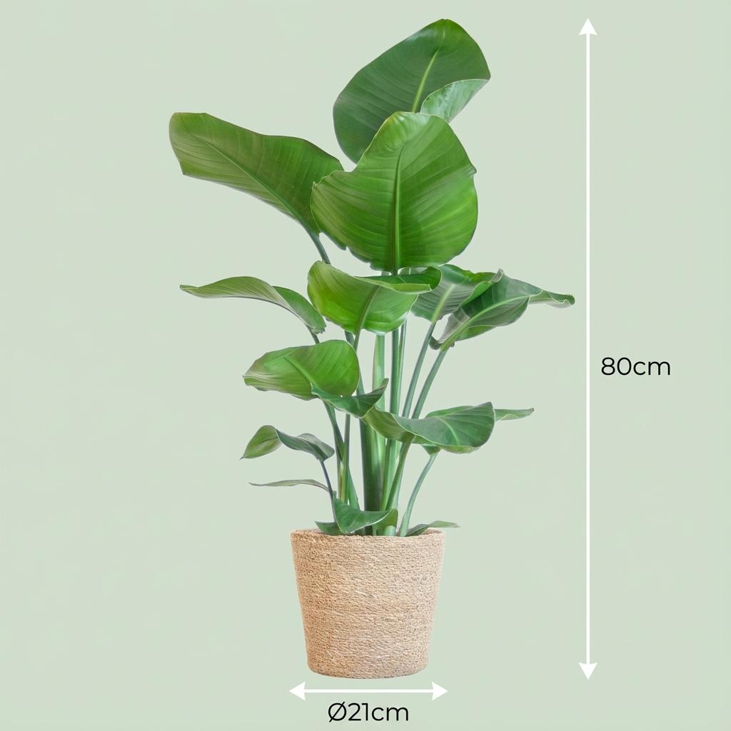 Green boutiQ - Plante d'intérieur - Oiseau du paradis - Strelitzia Nicolai - Vert - Entretien facile - 1 plante - avec panier - Pot 21 cm - Hauteur 80 - 90 cm