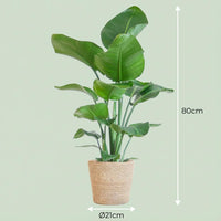 Green boutiQ - Kamerplant - Paradijsvogelplant - Stelitzia Nicolai - Groen - Weinig onderhoud - 1 Plant - met Mand - Pot 21cm - Hoogte 80 - 90cm