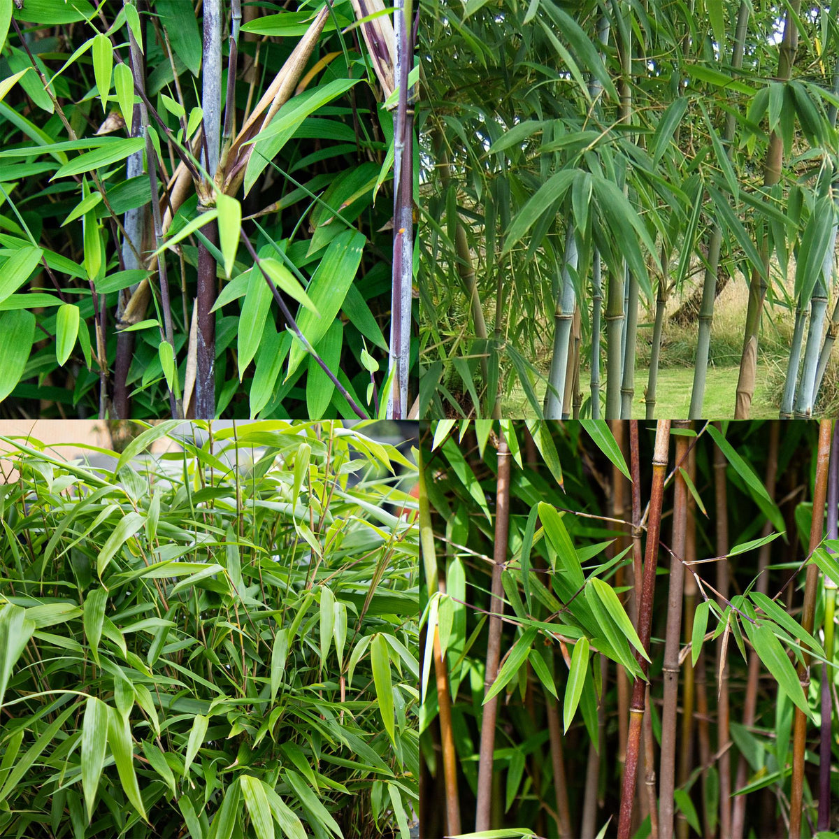 Green boutiQ - Bambou - Mélange Fargesia Rainbow - Noir, Rouge, Bleu et Vert - 4 Plantes - Persistant - Non traçant - Pot 14cm Hauteur 35cm