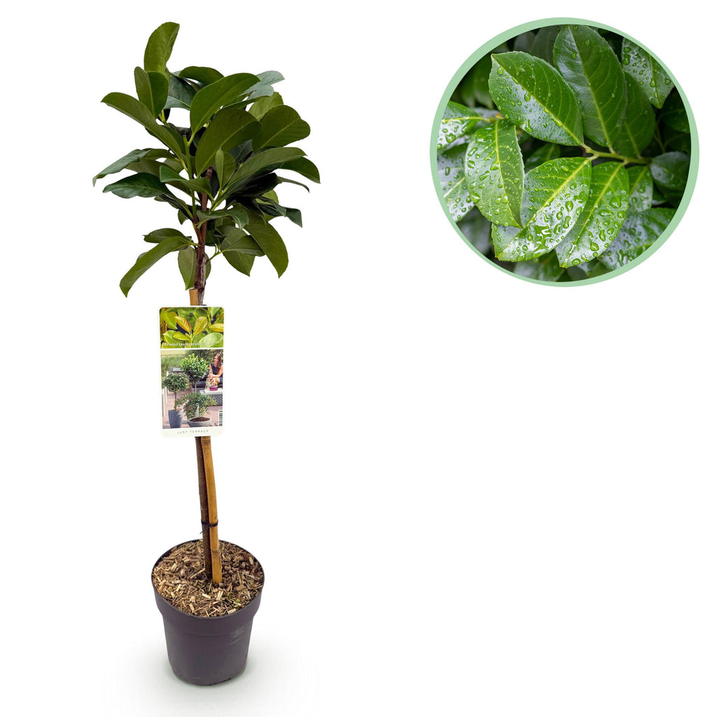 Green boutiQ - Plante sur tige - Prunus laurocerasus Etna® - Plante de terrasse - Feuillage persistant - Rustique - Feuillage vert - Pot 19cm Hauteur 90cm