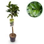 Green boutiQ - Plante sur tige - Prunus laurocerasus Etna® - Plante de terrasse - Feuillage persistant - Rustique - Feuillage vert - Pot 19cm Hauteur 90cm
