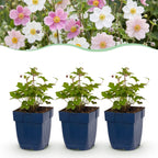 Green boutiQ - Plante vivace - Anémone Tricolore - Anémone d'automne - Ombre - Rose foncé - Rose - Blanc - 6 Plantes - Pot 11cm - Hauteur 15-25cm