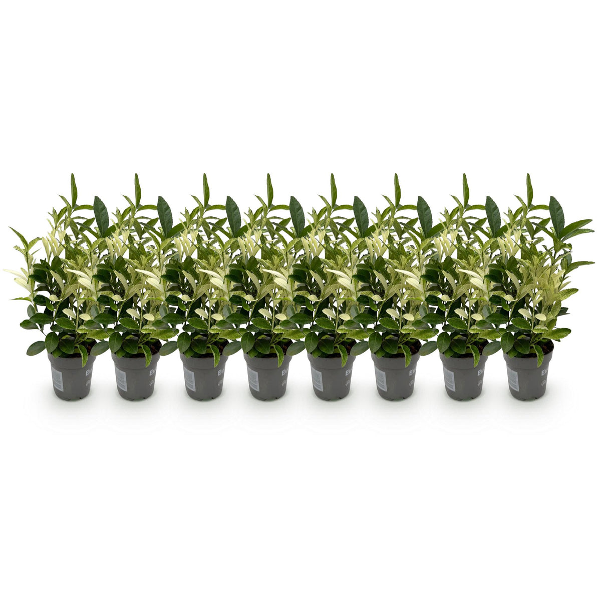 Green boutiQ - Haagplanten - Euonymus japonica Paloma Blanca - Blad Groen en Wit - 8 Planten - 1 Strekkende Meter - Groenblijvend - Pot 9cm Hoogte 30-35cm