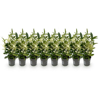 Green boutiQ - Haagplanten - Euonymus japonica Paloma Blanca - Blad Groen en Wit - 8 Planten - 1 Strekkende Meter - Groenblijvend - Pot 9cm Hoogte 30-35cm