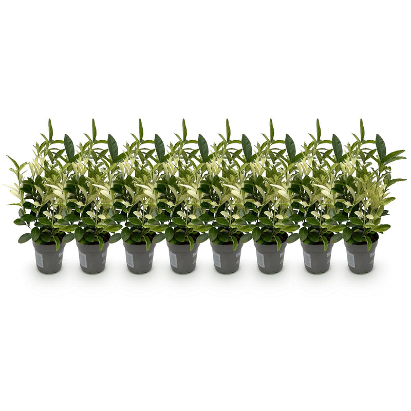 Green boutiQ - Haagplanten - Euonymus japonica Paloma Blanca - Blad Groen en Wit - 8 Planten - 1 Strekkende Meter - Groenblijvend - Pot 9cm Hoogte 30-35cm