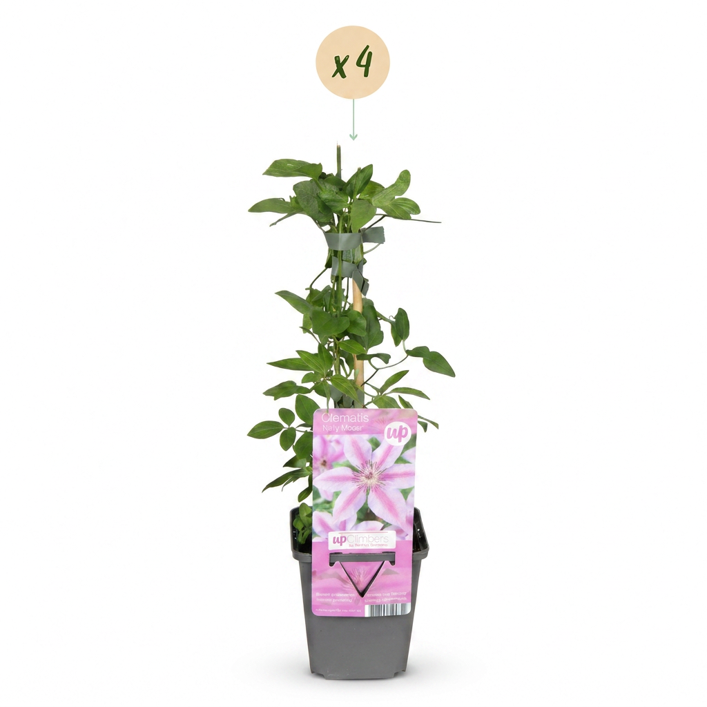 4x Clematis Nelly Moser - Bosrank Nelly Moser - Wit - Roze - Klimplant - Ø9cm - ↕35cm