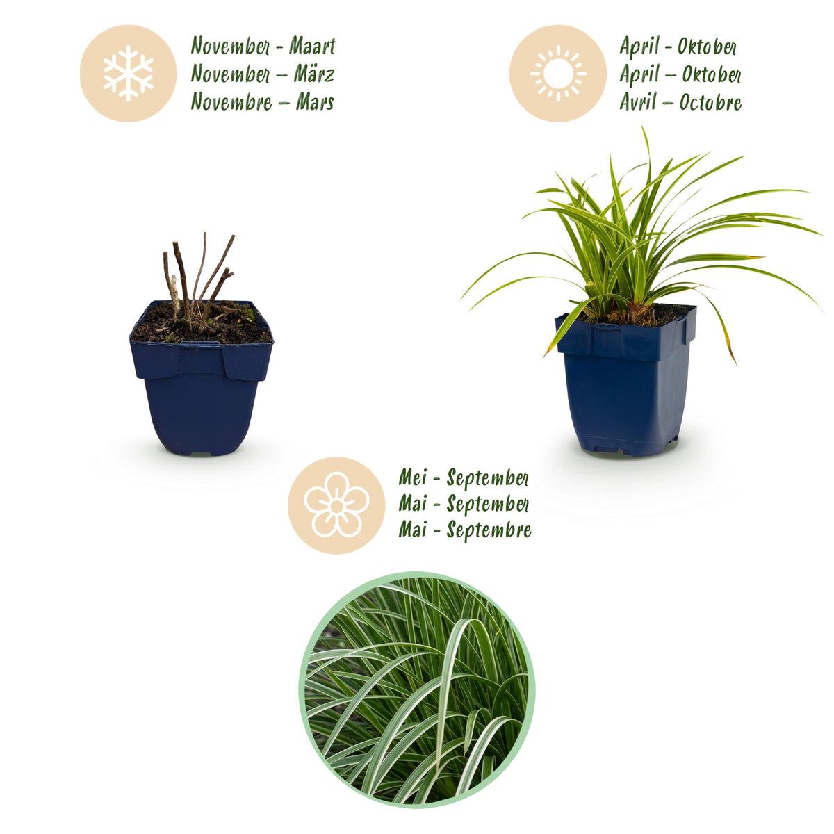 Green boutiQ - Graminées - Carex morrowii Ice Dance - Laîche du Japon - Persistant - Crème-Vert - 6 Plantes - Pot 11cm - Hauteur 15-25cm