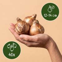 40x Narcissus Double mix - Gevulde narcis mix - Geel en Wit - Voorjaarsbloeier - Bolmaat 12/14