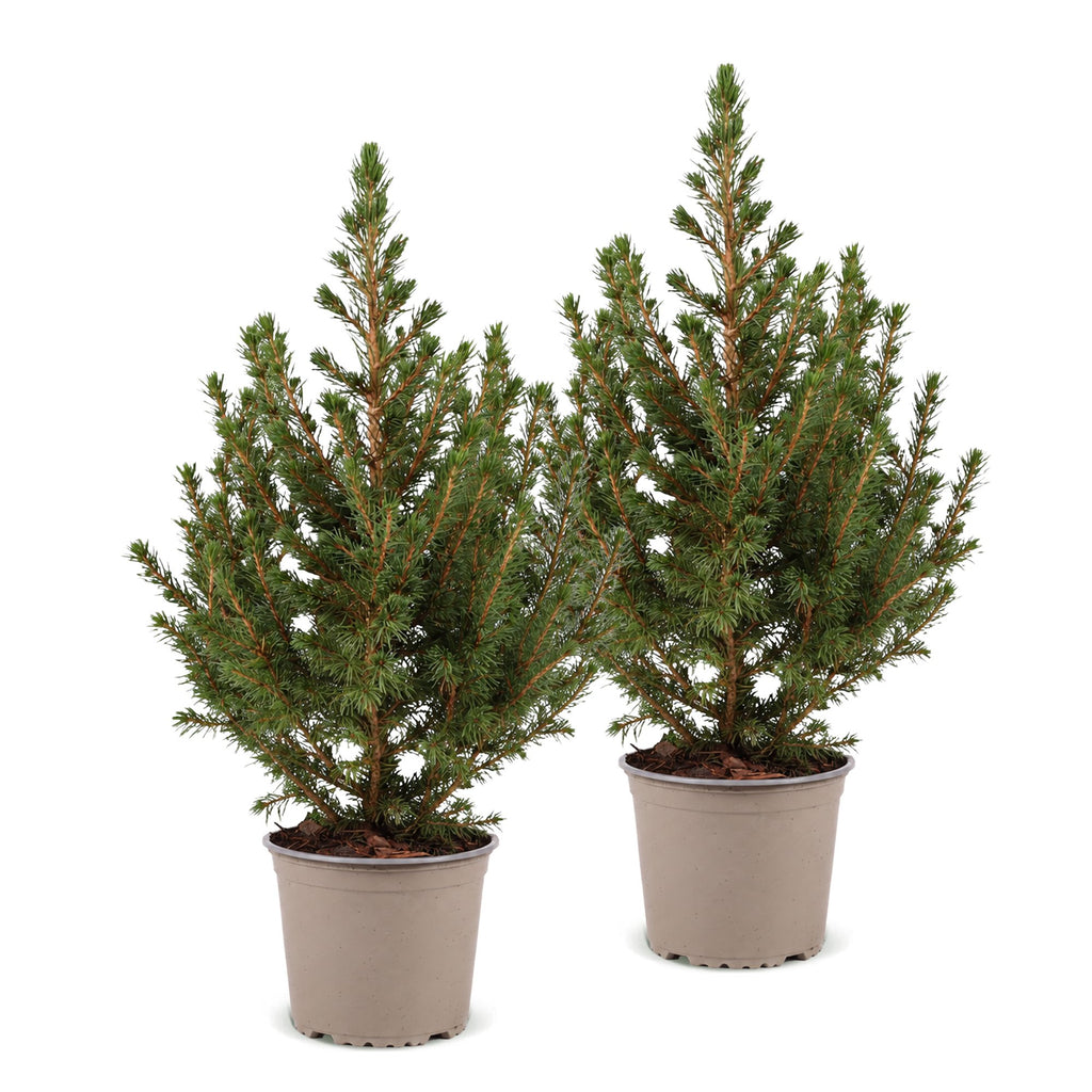 2x Picea glauca Conica - Dwarf Alberta Spruce - Green - Christmas tree - Ø13cm - ↕45cm