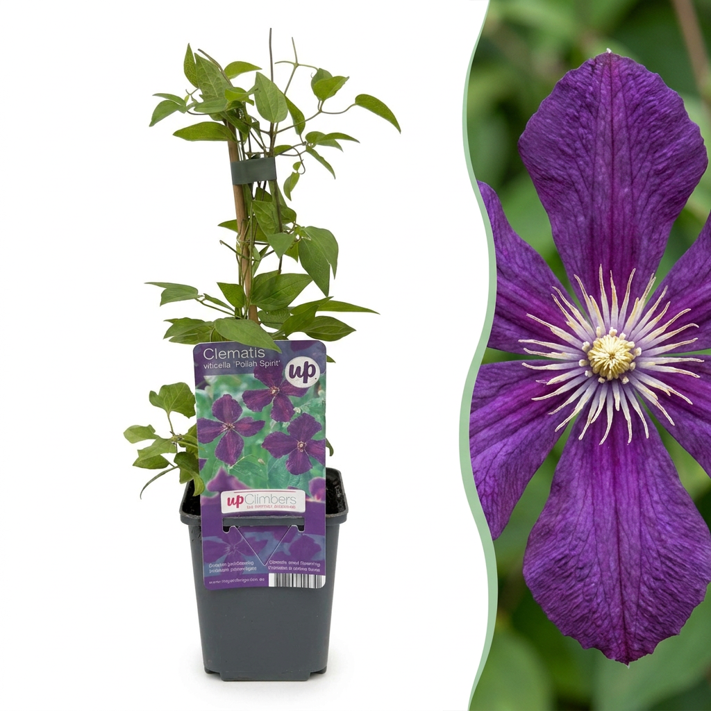 6x Clematis Viticella Polish Spirit - Bosrank - Paars - Klimplant - Ø9cm - ↕35cm