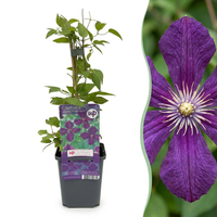 6x Clematis Viticella Polish Spirit - Bosrank - Paars - Klimplant - Ø9cm - ↕35cm