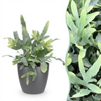 Green boutiQ - Zimmerpflanze - Phlebodium aureum Blue Star - Blausilberner Tüpfelfarn - Haustierfreundliche Pflanze - Blau - 1 Pflanze - mit Topf Grau - Topf 12cm - Höhe 25cm