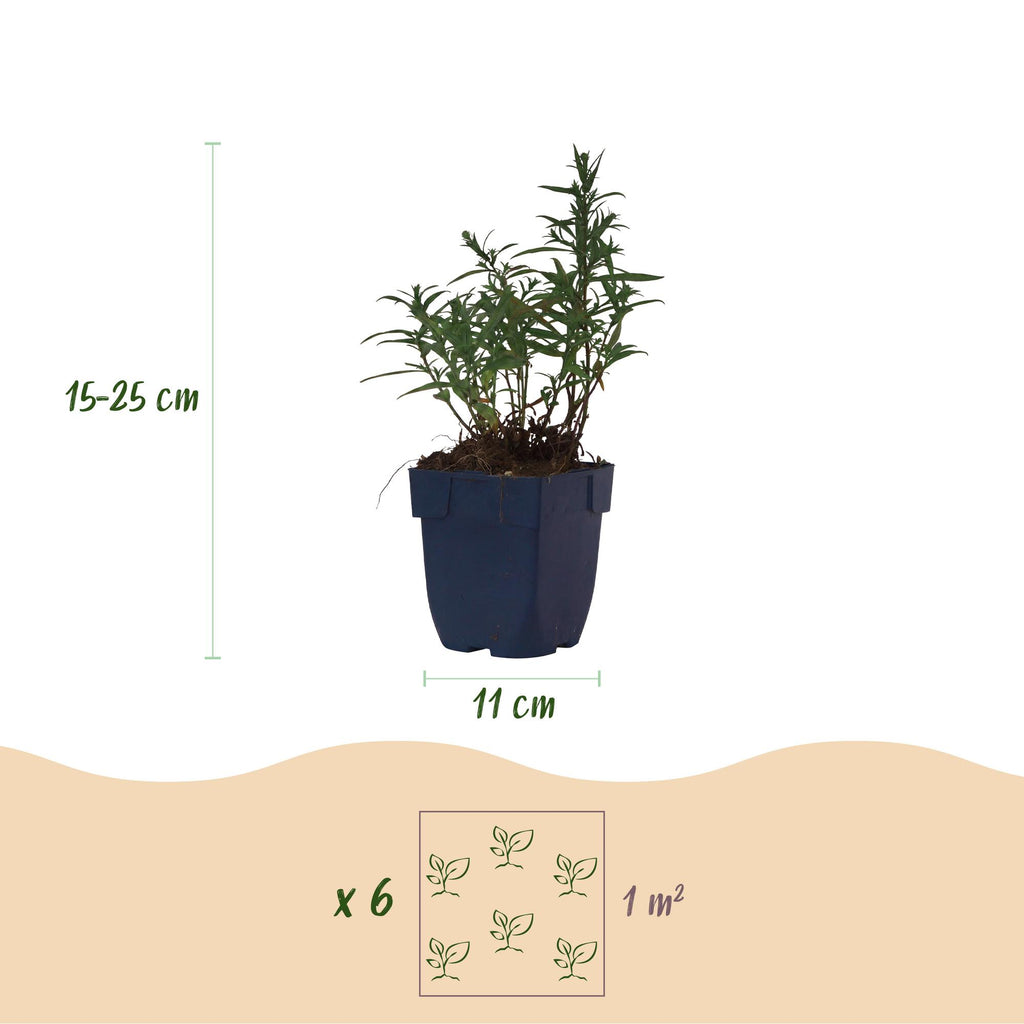 Green boutiQ - Stauden - Aster (D) Strand-Aster - Salz-Aster - Bienen- und Schmetterlingsmagnet - Violett - 24 Pflanzen - Topf 11cm - Höhe 15-25cm