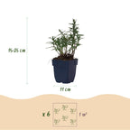 Green boutiQ - Stauden - Aster (D) Strand-Aster - Salz-Aster - Bienen- und Schmetterlingsmagnet - Violett - 24 Pflanzen - Topf 11cm - Höhe 15-25cm