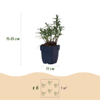 Green boutiQ - Vasteplant - Aster (D) Mittelmeer - Zeeaster - Bijen en Vlinderlokkers - Paars - 24 Planten - Pot 11cm - Hoogte 15-25cm