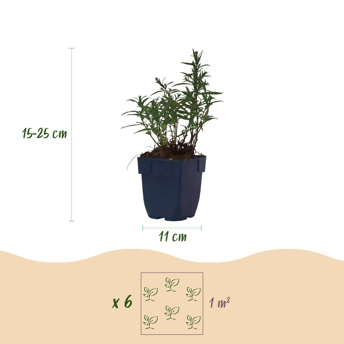 Green boutiQ - Stauden - Aster (D) Strand-Aster - Salz-Aster - Bienen- und Schmetterlingsmagnet - Violett - 24 Pflanzen - Topf 11cm - Höhe 15-25cm