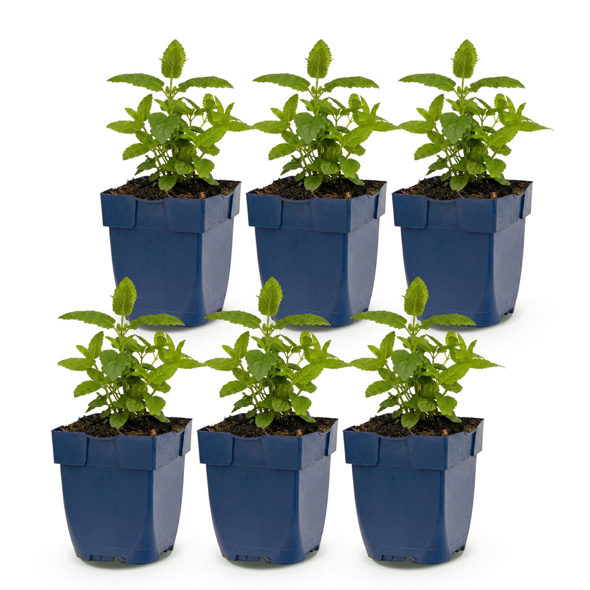 Green boutiQ - Stauden - Nepeta nerv. Neptune - Katzenminze - Bienen- und Schmetterlingsmagnet - Lila - 6 Pflanzen - Topf 11cm - Höhe 15-25cm