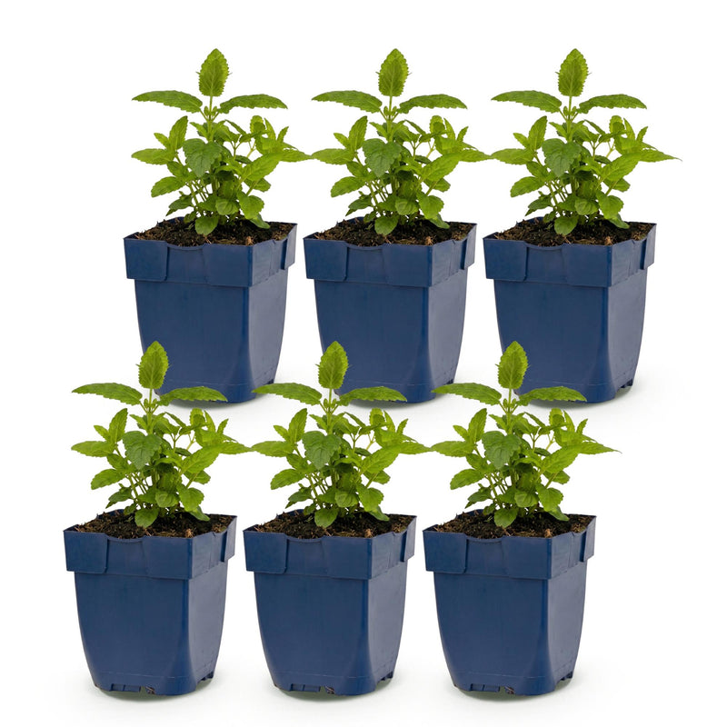 Green boutiQ - Vasteplant - Nepeta nerv. Neptune - Kattenkruid - Bijen en Vlinderlokkers - Paars - 6 Planten - Pot 11cm - Hoogte 15-25cm