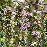 6x Clematis montana Tricolour - Mountain clematis - White - Pink - Light Pink - Climber - Ø9cm - ↕35cm
