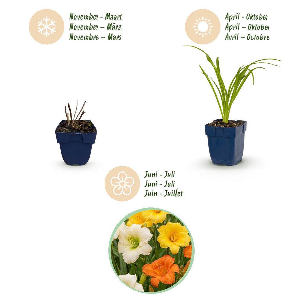 Green boutiQ - Stauden - Hemerocallis Tricolor - Taglilie - Bienen- und Schmetterlingsmagnet - Creme - Gelb - Rot - 6 Pflanzen - Topf 11 cm - Höhe 15-25 cm