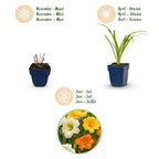 Green boutiQ - Stauden - Hemerocallis Tricolor - Taglilie - Bienen- und Schmetterlingsmagnet - Creme - Gelb - Rot - 6 Pflanzen - Topf 11 cm - Höhe 15-25 cm
