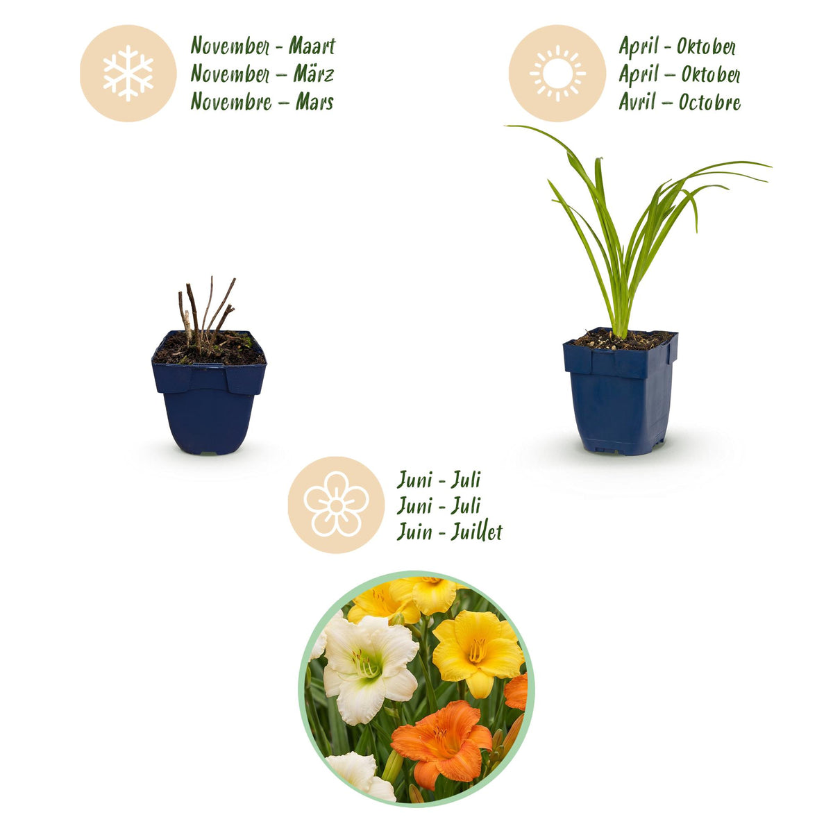 Green boutiQ - Plante vivace - Hemerocallis Tricolour - Hémérocalle - Attire les abeilles et les papillons - Crème - Jaune - Rouge - 6 plantes - Pot 11cm - Hauteur 15-25cm