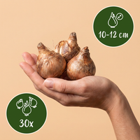 30x Natte Tuinbol - Natte Tuinbol - Diversen - Zomerbloeier - Bolmaat 10/12