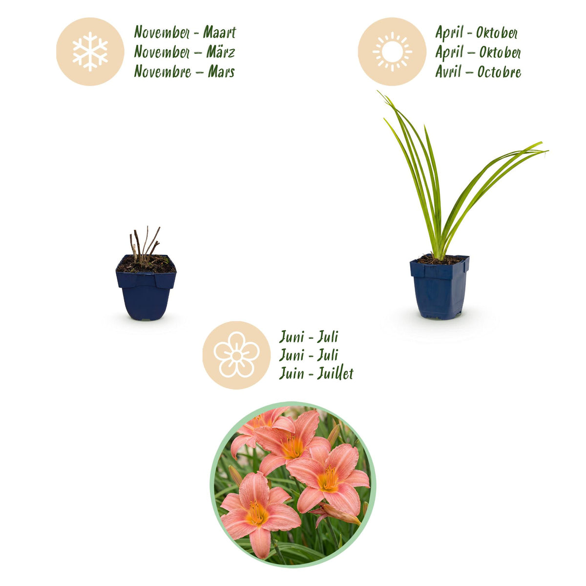 Green boutiQ - Plante vivace - Hemerocallis Pink Damask - Hémérocalle - Attire les abeilles et les papillons - Rose - 1 plante - Pot 11 cm - Hauteur 15-25 cm