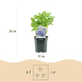 Green boutiQ - Hortensia - Hydrangea macrophylla Bleu - Fleur Bleue - 3 Plantes - 1m2 - Caduc - Peu d'entretien - Pot 17cm Hauteur 30cm
