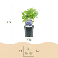 Green boutiQ - Hortensia - Hydrangea macrophylla Blauw - Bloem Blauw - 3 Planten - 1m2 - Bladverliezend - Weinig Onderhoud - Pot 17cm Hoogte 30cm