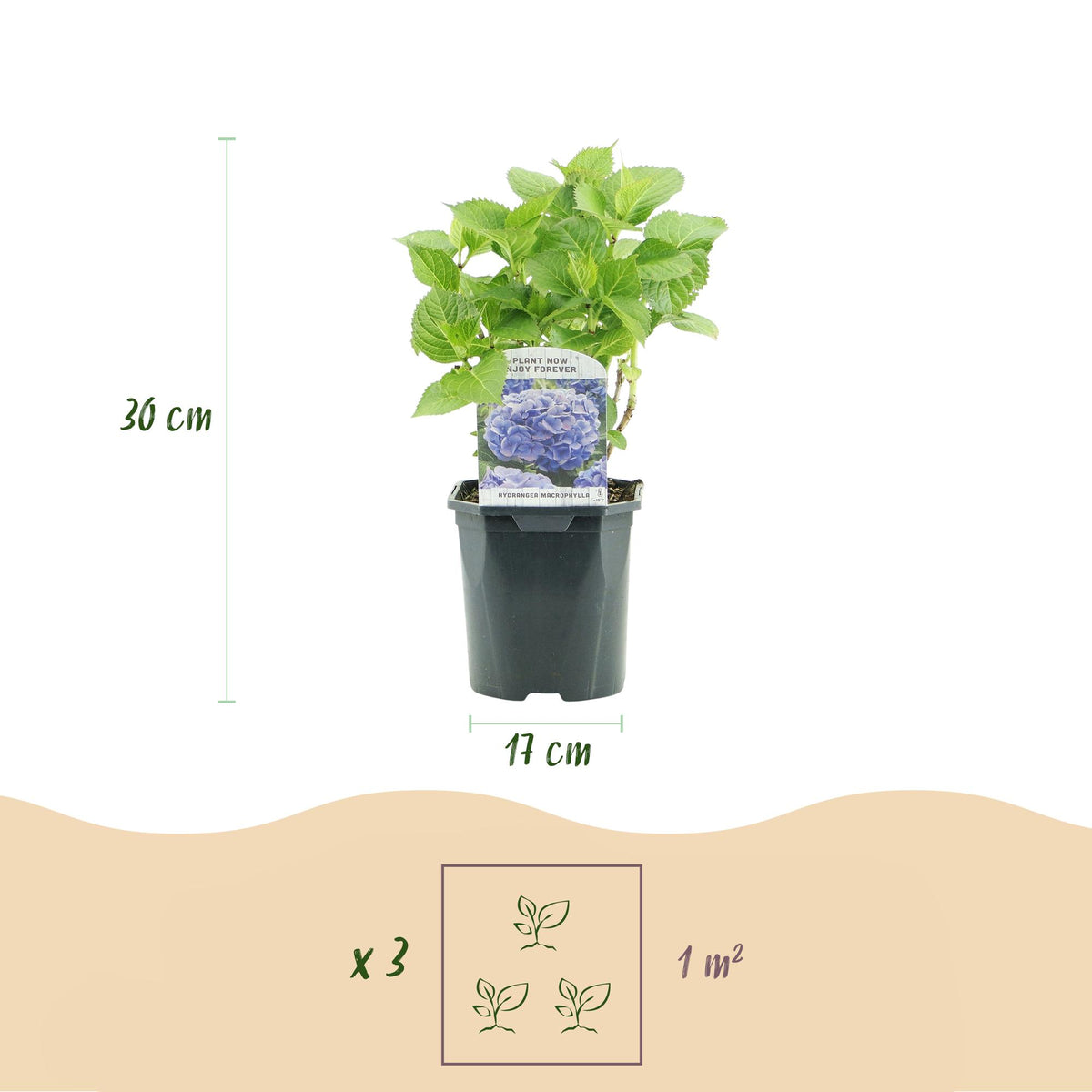 Green boutiQ - Hortensia - Hydrangea macrophylla Bleu - Fleur Bleue - 3 Plantes - 1m2 - Caduc - Peu d'entretien - Pot 17cm Hauteur 30cm