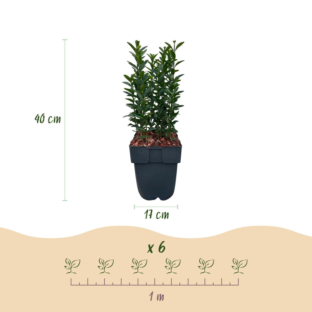 Green boutiQ - Haies - Euonymus japonica Green Spire - feuilles vertes - 6 plantes - 1 mètre linéaire - persistant - pot 17 cm hauteur 40 cm