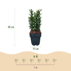 Green boutiQ - Haies - Euonymus japonica Green Spire - feuilles vertes - 6 plantes - 1 mètre linéaire - persistant - pot 17 cm hauteur 40 cm