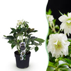 Green boutiQ - Plante de jardin - Rose de Carême - Helleborus orientalis Double Ellen White - Fleur Blanche - 1 Plante - Persistant - Pot 14cm Hauteur 35cm