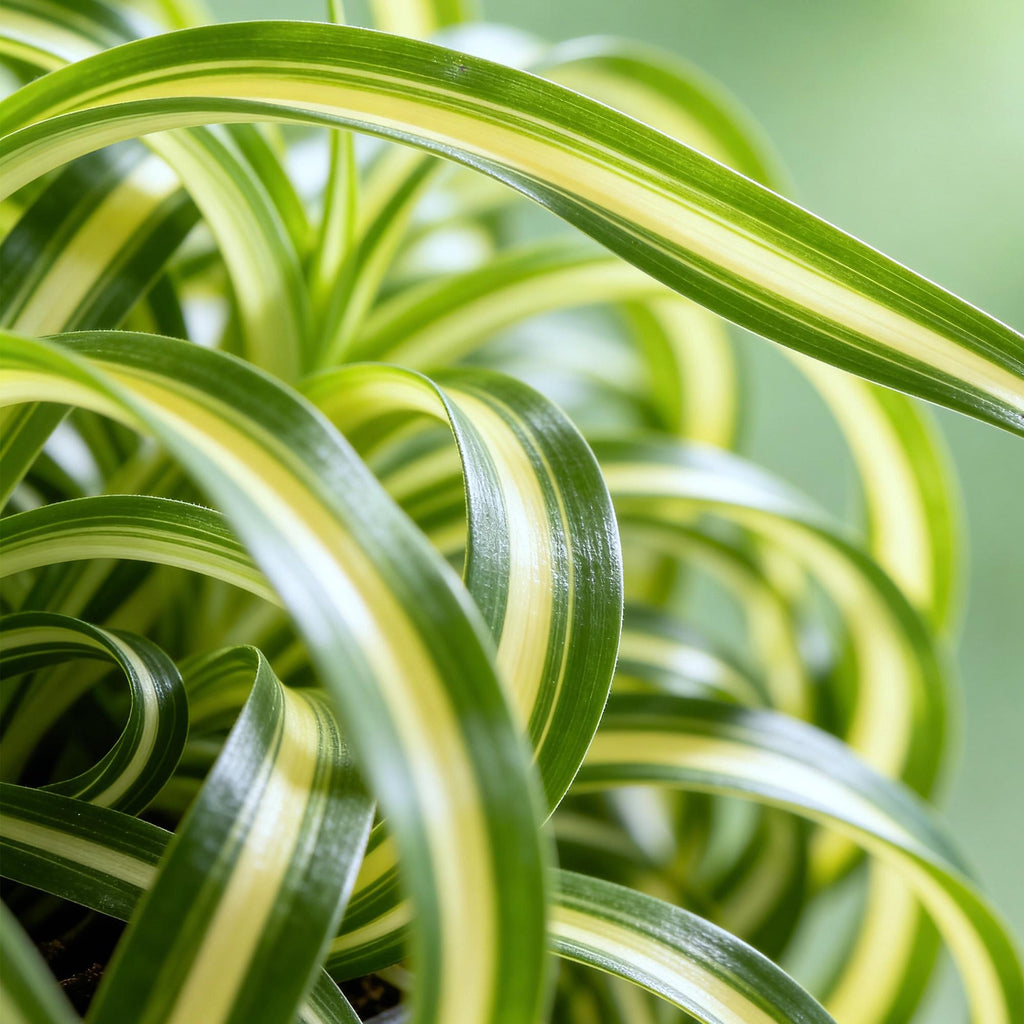 Green boutiQ - Zimmerpflanze - Chlorophytum comosum Bonnie - Grünlilie - Haustierfreundliche Pflanze - Grün - 2 Pflanzen - mit Topf Grau - Topf 12cm - Höhe 20cm