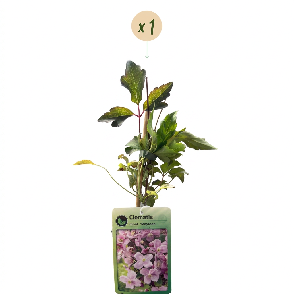 Clematis mont. 'Mayleen' - Mountain clematis - Light Pink - Climber - Ø9cm - ↕35cm