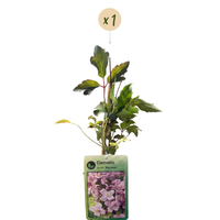 Clematis mont. 'Mayleen' - Mountain clematis - Light Pink - Climber - Ø9cm - ↕35cm