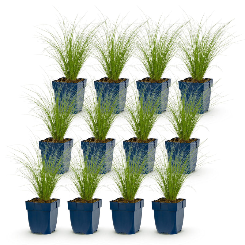Green boutiQ - Grasses - Stipa tenuissima Ponytails - Feather Grass - Evergreen - Green - 12 Plants - Pot 11cm - Height 15-25cm