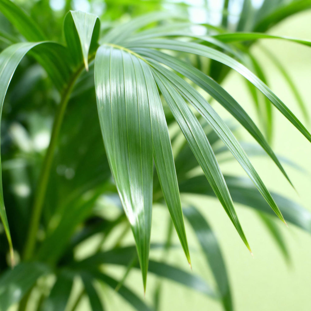 Green boutiQ - Zimmerpflanze - Howea Forsteriana - Kentia-Palme - Pflegeleicht - Grün - 2 Pflanzen - Topf 17cm - Höhe 70-75cm